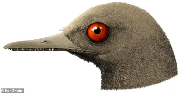 'It's a little smaller than a bee hummingbird - the smallest bird alive today,' said Professor O'Connor. 'The jaws are filled with 100 teeth. It had these weird eyes staring out looking to the sides. There's nothing like this alive today.' Pictured, an artist's impression of Oculudentavis.
