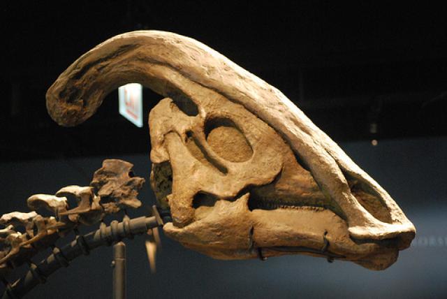Parasaurolophus Used its Head Crest for Communication
