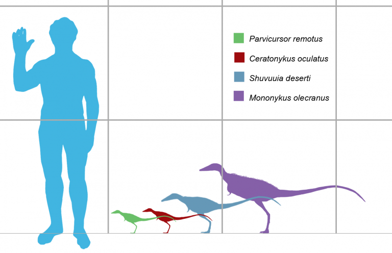 Size comparison of several parvicursorine dinosaurs. From left to right: Parvicursor remotus (green), Ceratonykus oculatus (red), Shuvuuia deserti (blue), and Mononykus olecranus (violet). Scaled to tibia length in their respective descriptions. Author: Matthew Martyniuk