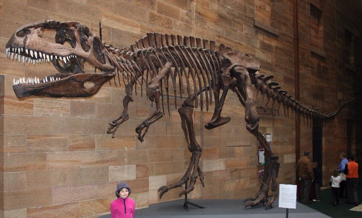 Replica skeleton at the Australian Museum in Sydney