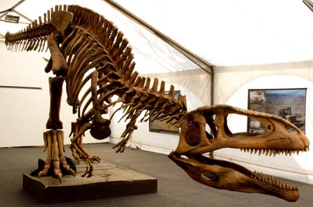 Tyrannotitan, a close relative of Giganotosaurus (Wikimedia Commons)