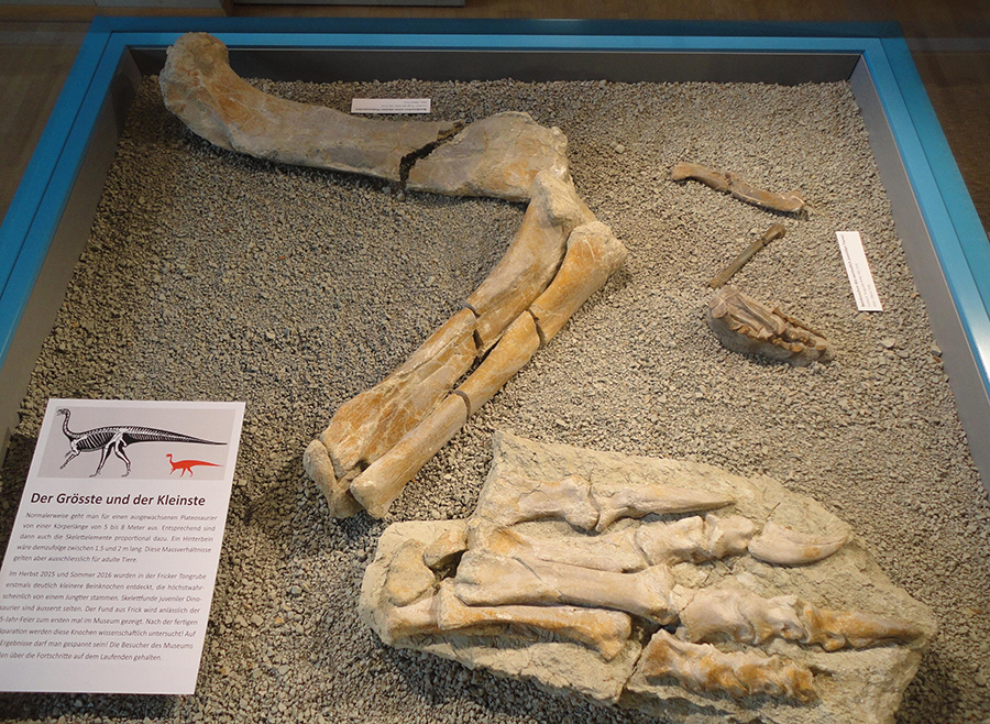 Leg bones of "Fabian" next to those of XL, the largest plateosaurus skeleton discovered in Frick. Credit: Sauriermuseum Frick, Switzerland