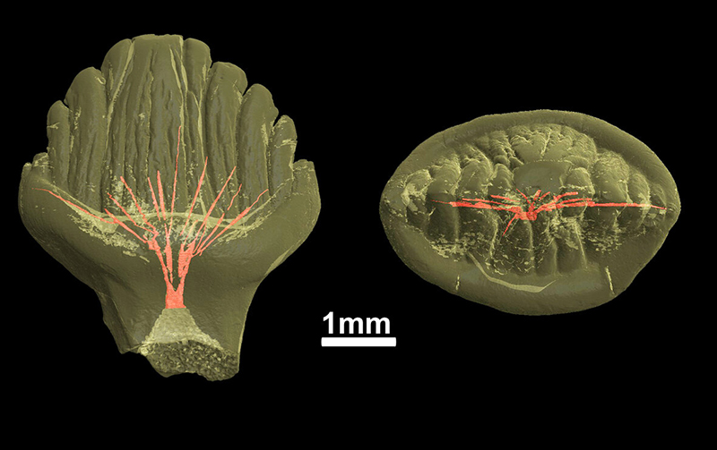 Reconstruction of the pulp cavity inside the stegosaurian tooth. Credit: SPBU