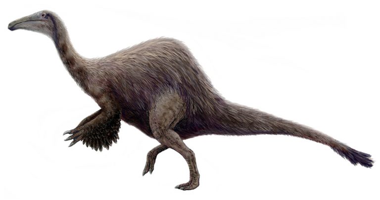 Deinocheirus is a giant ornithomimosaurus