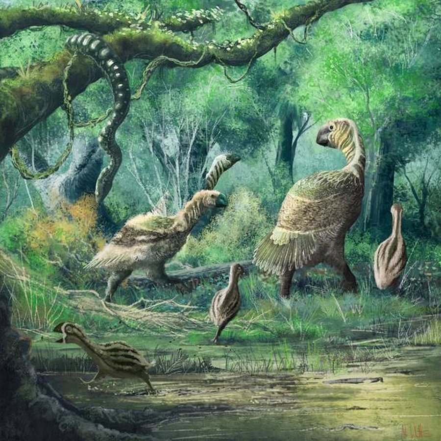 The unusual bird Gastornis that lived across Europe, North America and Asia not long after non-avian dinosaurs went extinct. Photo: Mark Witton  