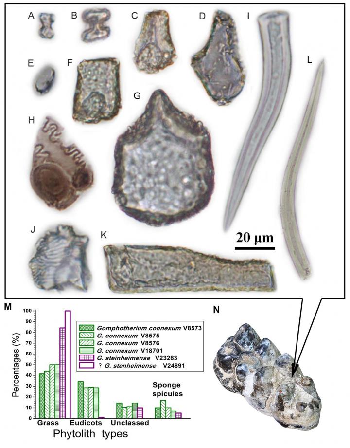 Phytoliths of grass and foliage found adhered to a molar of Gomphotherium connexum (bottom-right) from the Miocene deposits of Junggar Basin, Xinjiang, China. The bar chart from the bottom-left indicate relative abundance of different phytolith types from Gomphotherium teeth examined in this study. Credit  Wu Yan, Institute of Vertebrate Paleontology and Paleoanthropology, Chinese Academy of Sciences, Beijing