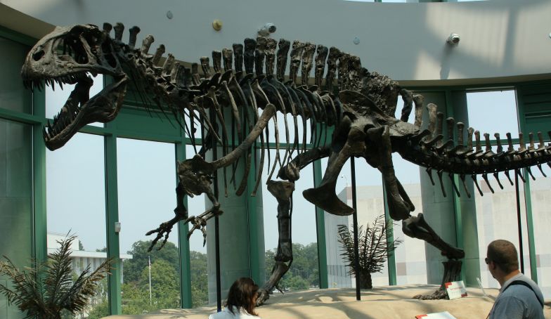 Mounted skeleton (NCSM 14345) at the North Carolina Museum of Natural Sciences.
