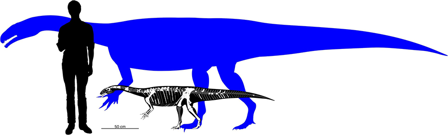 Skeletal reconstruction of "Fabian" (foreground) with preserved bones in white, in size comparison with a human and an adult Plateosaurus. Credit: Darius Nau