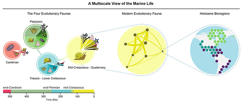 Where Sepkoski's model showed three major groups of marine life, or evolutionary faunas, this study shows four, splitting the third and most recent group into two. This last transition was likely driven by organisms themselves, rather than external processes. Credit: Alexis Rojas