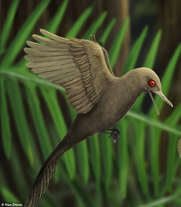 Oculudentavis khaungraaea. Image credit: Han Zhixin.