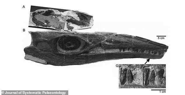 Skull of the new Cymbospondylus (A and B) and its teeth (G). The preserved right half of the skull is still articulated with the right lower jaw. The left side of the skull and left lower jaw are not preserved. The tip of the long and narrow snout was lost to weathering