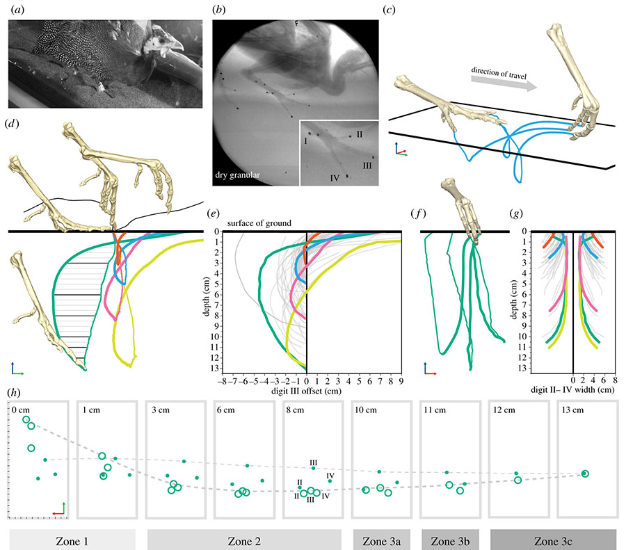 Sub-surface foot kinematics through a volume of substrate. Synchronized standard (a) and X-ray (b) video frames of a guineafowl walking through a dry granular substrate. Toes and markers are clearly revealed sub-surface (inset). (c) Oblique view of digit claw marker motion trails for one step through dry grains. (d) Lateral view of a sample of digit III motion trails on several deformable substrates (coloured lines; thin = entry, bold = exit) and one solid substrate (black line). Digit III offset (e) measured at 5 mm depth horizons (horizontal lines in (d)) and are plotted for 81 steps from all three individuals. (f) Anterior view of claw motion trails showing the toes widely spread when sinking (thin), and smoothly collapsing upon withdrawal (bold). (g) Digit II–IV width are plotted from 49 steps of two individuals (equal scales in d–g). (h) Selected horizons for the green step (d–g) showing changing locations of claw entry (filled circles) and exit (open circles). The looping entry (thin) and exit (bold) path of digit III is indicated by a dashed line. Grey bars indicate zones for this track volume. Vertical and horizontal scales in (d–g) shown by axes in (e) and (g). Tick marks in (h) equal 1 cm. Credit: Biology Letters (2020). DOI: 10.1098/rsbl.2020.0309