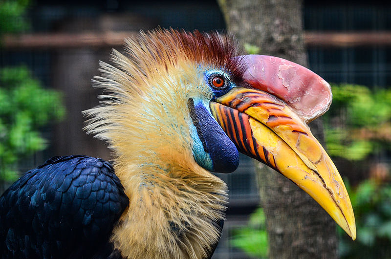 Aceros cassidix (Knobbed Hornbill - Helmhornvogel) - Weltvogelpark Walsrode