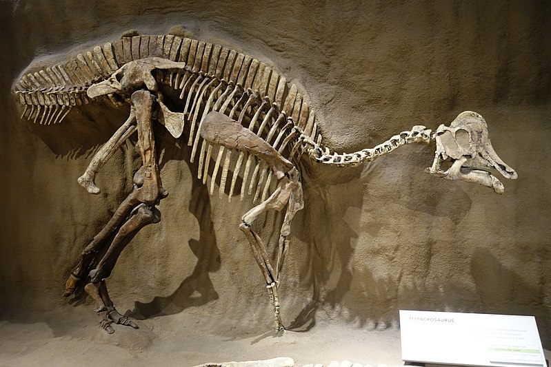 H. altispinus fossil at the Royal Tyrrell Museum