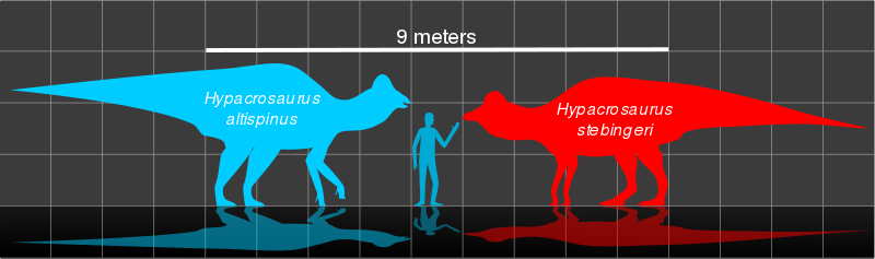 Size comparison between the two species and a human