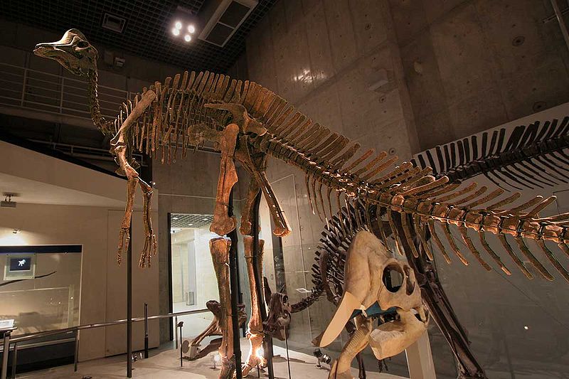 Hypacrosaurus sp. skeleton exhibited in the National Museum of Nature and Science, Tokyo, Japan.