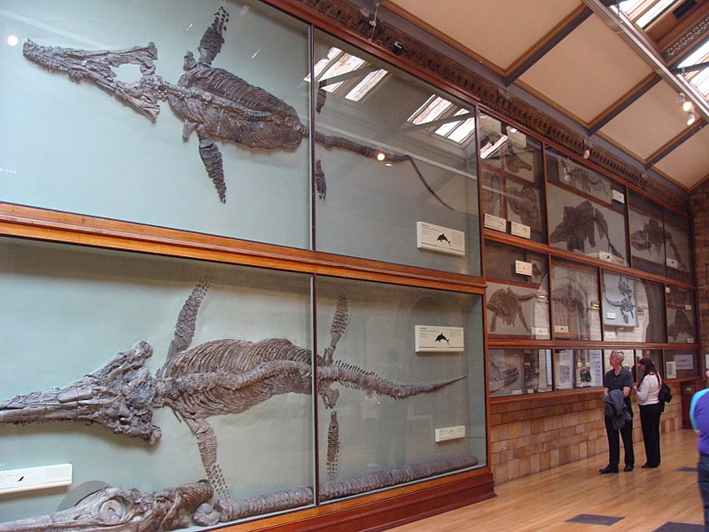 Hawkins' specimens are still the showpieces of the Natural History Museum