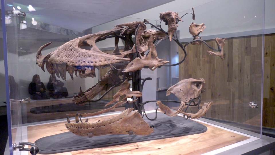 A 77.3 million-year-old daspletosaurus is now on display at the Royal Tyrrell Museum.
