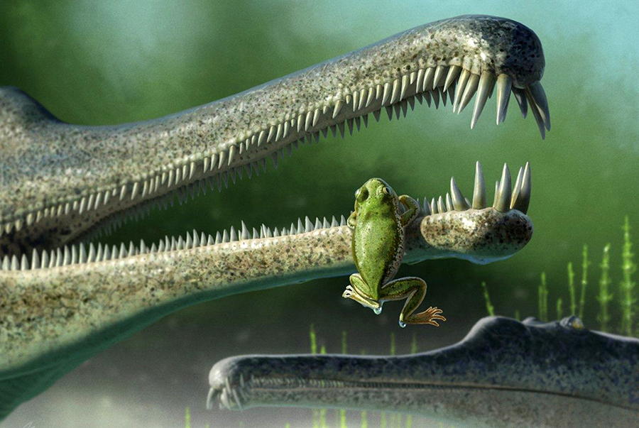 A Chinle frog, inside the jaw of a phitosaur. Image credit: Andrey Atuchin.