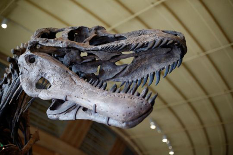 A Daspletosaurus horneri skeleton in the new Dinosaur Hall exhibit at the Cincinnati Museum Center in Cincinnati on Friday, Nov. 16, 2018. (Photo: Sam Greene/The Enquirer)