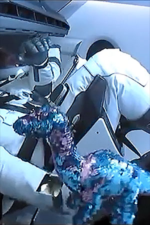 A blue and pink sequined dinosaur floats for the first time on board SpaceX's Crew Dragon capsule after entering Earth orbit. The doll, chosen by the crew's sons, served as the zero-g indicator. (NASA)