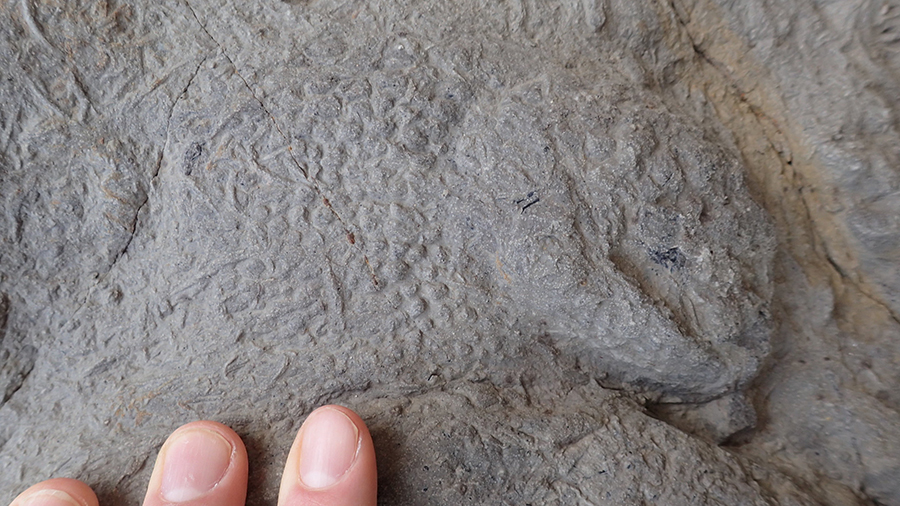 A close up of skin impressions from an iguanodontian footprint. Credit: Neil Davies