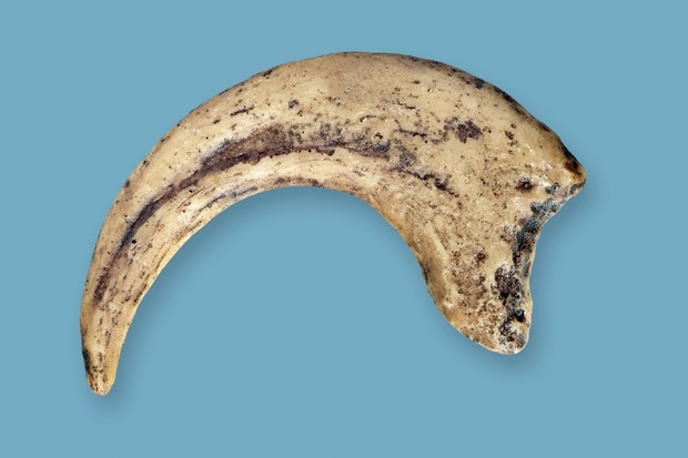 A distinctive Velociraptor sickle claw © Walter Geiersperger / Getty Images