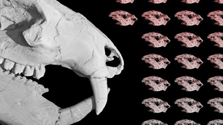 A figure representing the 38 Kayentatherium babies found with an adult specimen. EVA HOFFMAN/THE UNIVERSITY OF TEXAS AT AUSTIN