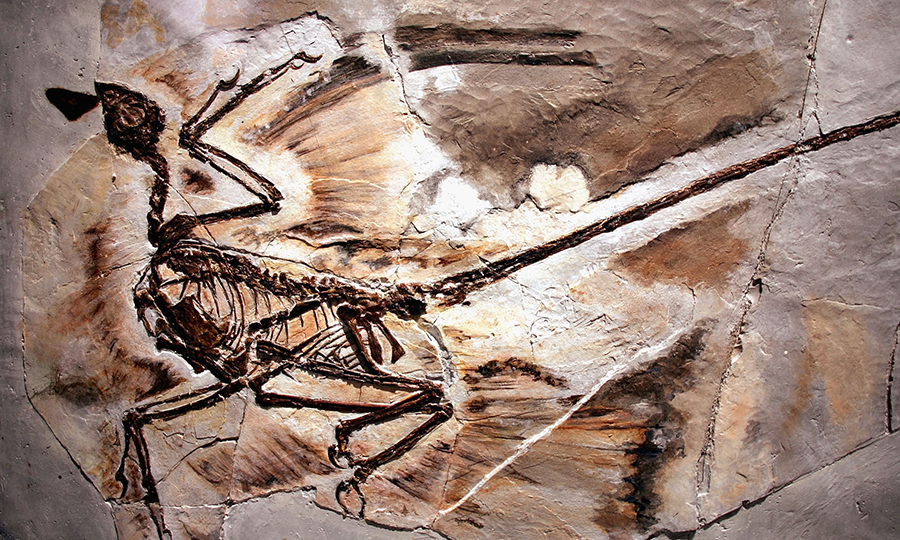 A fossil of a microraptor found in Liaoning province, China. The crow-sized dinosaur lived about 125m years ago. Photograph: Spencer Platt/Getty Images