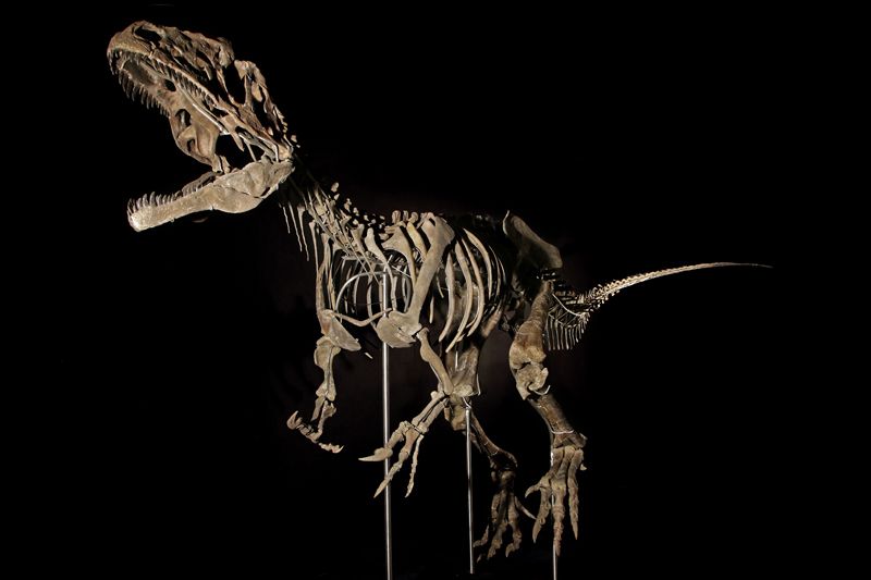 A fossil that may represent a new species of dinosaur is being sold at auction in Paris.Credit: Aguttes