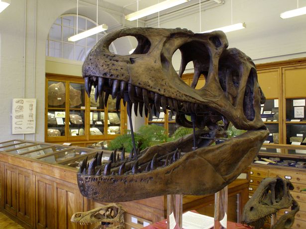 A model at the The University of Birmingham’s Lapworth Museum of Geology