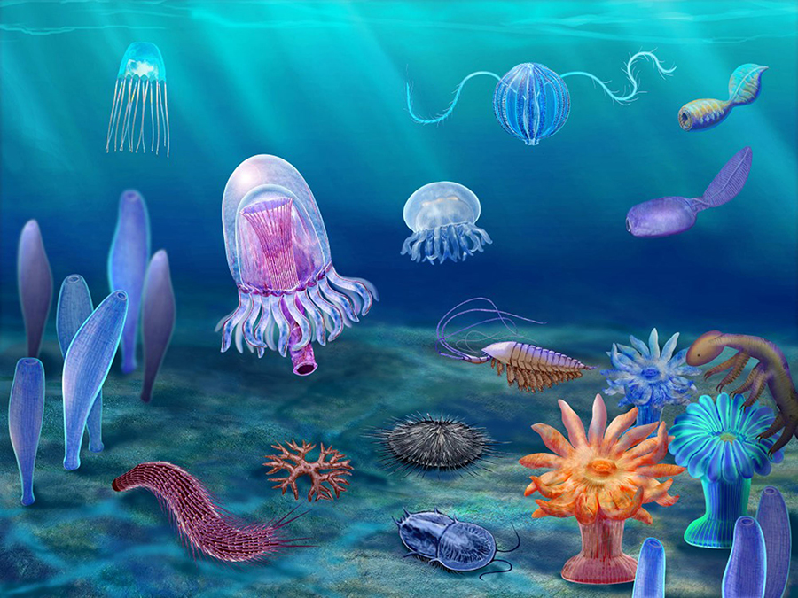 A reconstruction of early Cambrian ocean life in South China. Image credit: Dongjing Fu.