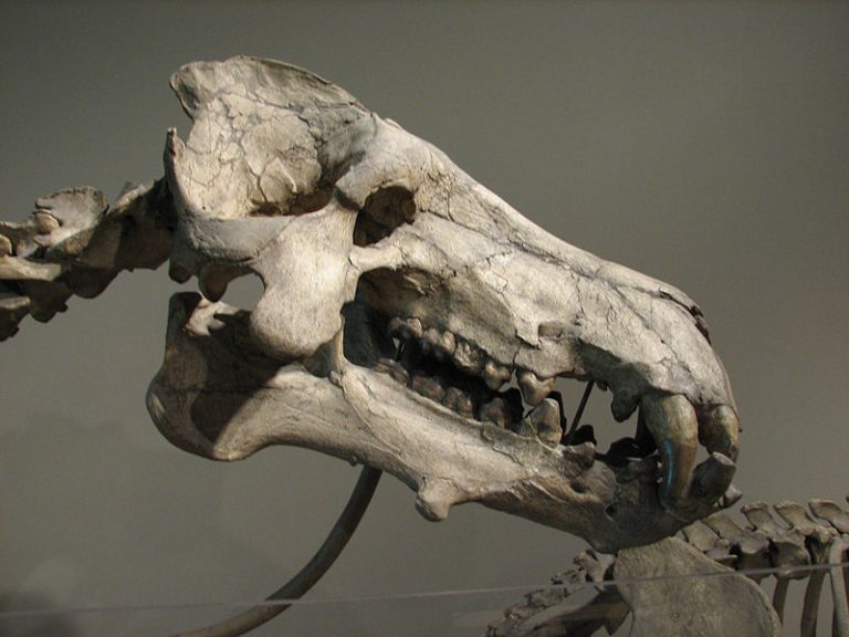 A skull of Daeodon shoshonensis at the Carnegie Museum of Natural History. Author: Matt Celeskey