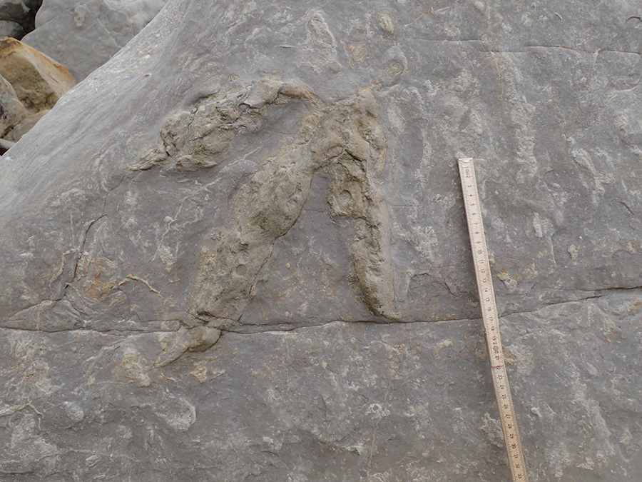 A small theropod (carnivore) footprint. Credit: Neil Davies