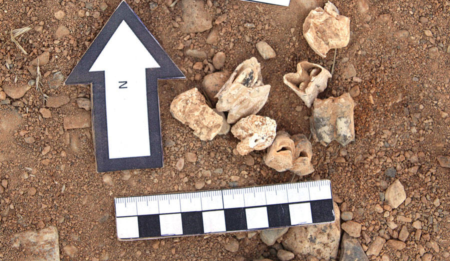 A treasure trove of over a dozen fossils of animals, which lived 2 to 9 million years ago, has been found in southwestern Turkey, according to researchers. 