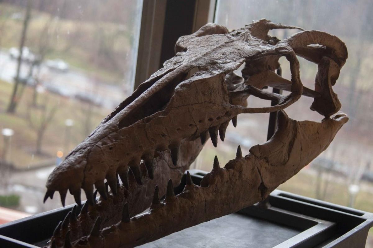 About 70 species of mosasaur have been identified so far. Some were as small as dolphins while others were bigger than Greyhound buses. Credit: University of Cincinnati