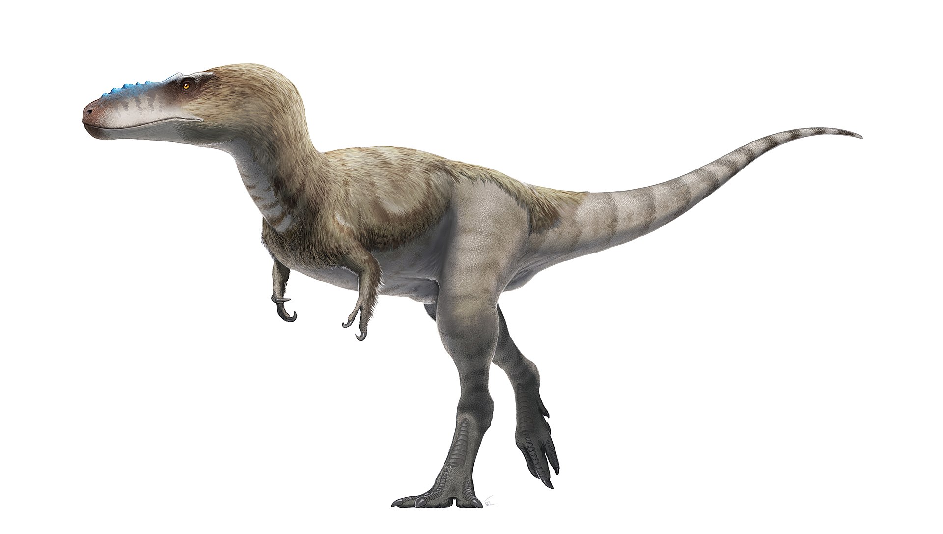 Artist's impression of A. remotus by Fred Wierum 