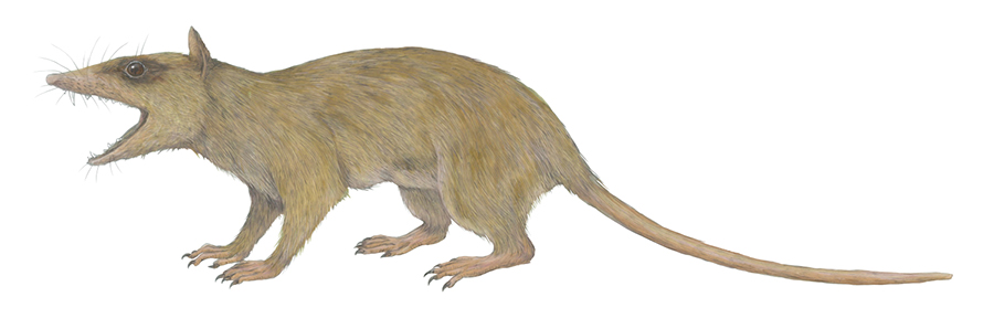 Illustration of Alphadon, a small marsupial relative from the Cretaceous Period. Alphadon is representative of the type of small, primarily insect-eating ancestors of the three major ecological radiations of mammaliaforms — giving rise to lineages that have diverse diets and forms of locomotion.Misaki Ouchida