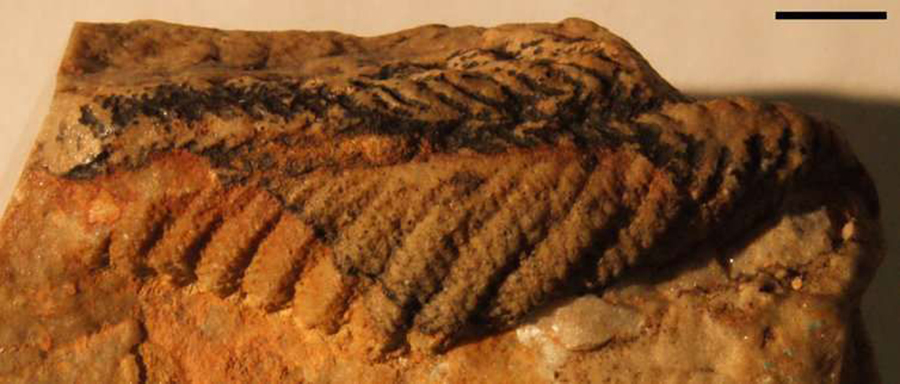 An Ediacaran fossil from the National Earth Science Museum, Namibia. (J. Hoyal Cuthill)  Read more: https://www.smithsonianmag.com/smart-news/mysterious-plant-fossil-may-have-been-one-earliest-animals-180969974/#d3D1o3V3aqPDT17J.99 Give the gift of Smithsonian magazine for only $12! http://bit.ly/1cGUiGv Follow us: @SmithsonianMag on Twitter