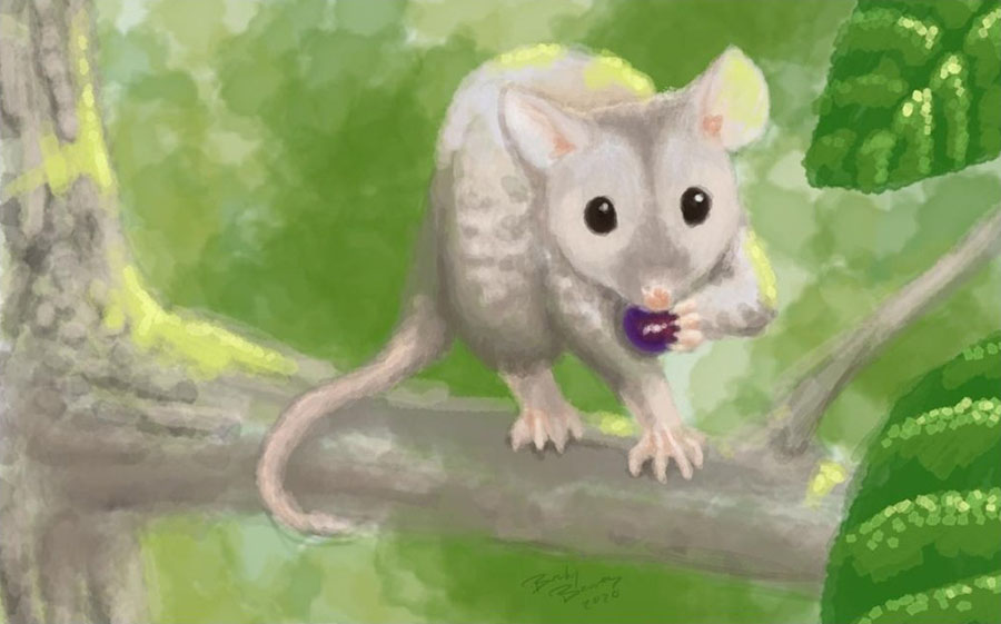 An illustrated construction of the new marsupial species Copedelphys superstes by North Dakota Geological Survey staff member Becky Barnes. Special to the Forum