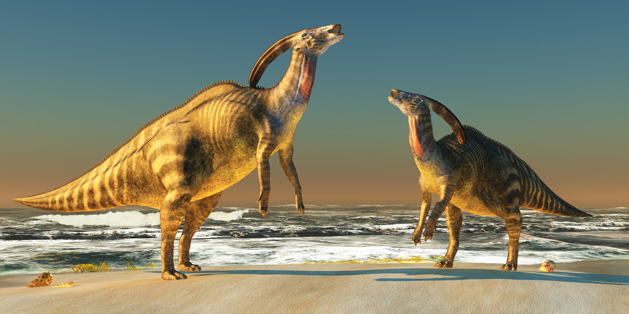 An illustration of two Parasaurolophus dinosaurs bellowing at each other to claim territory.  Corey Ford/Getty Images