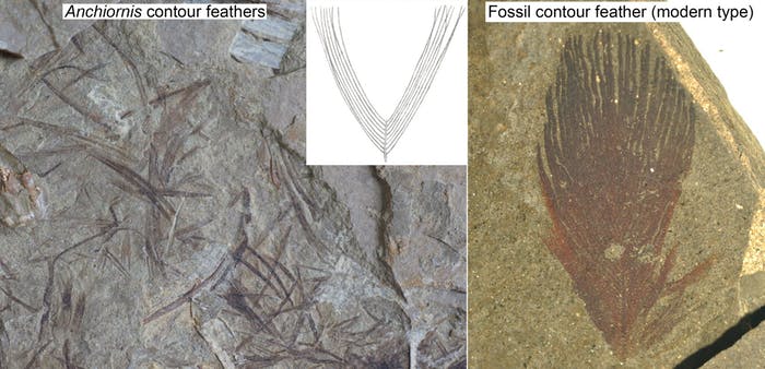 Anchiornis had feathers whose barbs didn't zip together like modern birds' feathers.