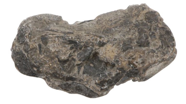 A skull of the early Carboniferous fish, found in Nova Scotia, is seen here. (Source: Royal Society Open Science)