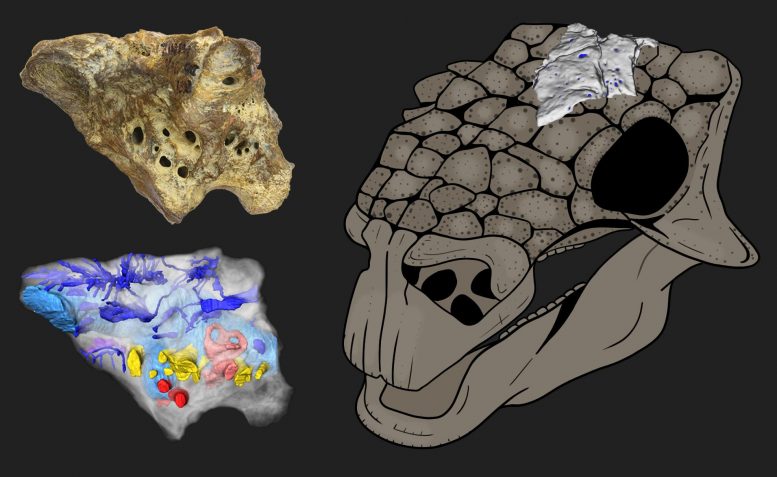 Skull reconstruction of the ankylosaur Bissektipelta archibaldi and the approximate position of the studied holotype specimen ZIN PH 1/16. Credit: Image provided by the authors of the paper.
