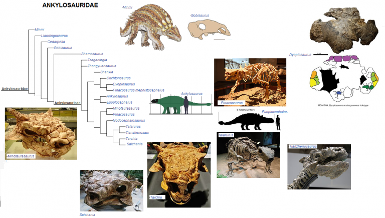 Ankylosauridae phylogeny