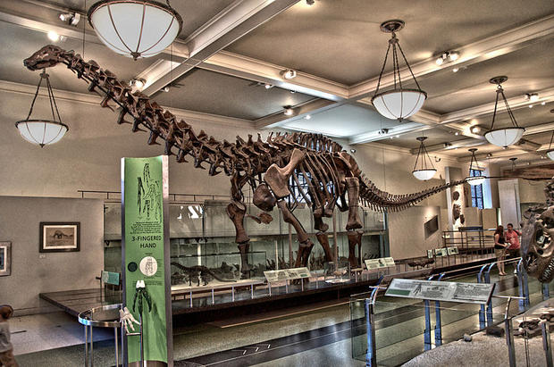 Apatosaurus was fairly heavyset – AMNH