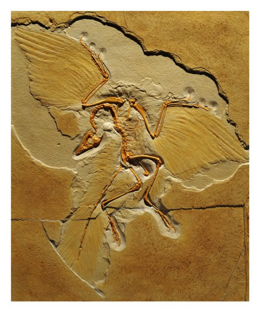 Archaeopteryx lithographica Origin: Germany Late Jurrasic 155 – 150 million years ago