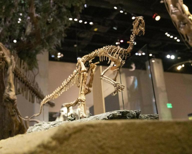 A Convolosaurus marri dinosaur skeleton photographed at the Perot Museum of Nature and Science on Tuesday, April 2, 2019. The tiny Texas dinosaur finally has a name nearly 35 years after its discovery among fossils collected at Proctor Lake in Comanche County, Texas. The bird-like and agile Convolosaurus marri comes from the largest trove of dinosaur fossils ever discovered in Texas. (Shaban Athuman/The Dallas Morning News via AP)