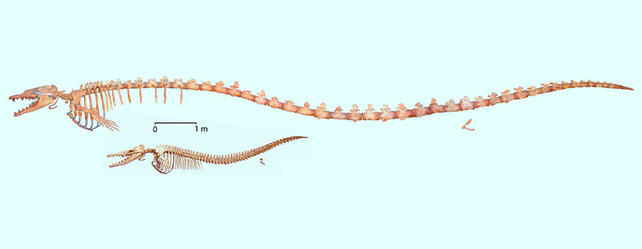 Skeletons of Basilosaurus isis and Dorudon atrox from Wadi Al Hitan, Egypt; both are adult, fully grown, and illustrated at the same scale. Scale bar – 1 m. Image credit: Voss et al, doi: 10.1371/journal.pone.0209021.