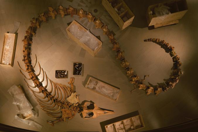 Bones of a Basilosaurus, a genus of early whales that lived in the Eocene, the second epoch of the Paleocene era. The fossil bones are shone here with the ribs in the foreground and the vertebrae behind. PHOTOGRAPH BY RICHARD BARNES